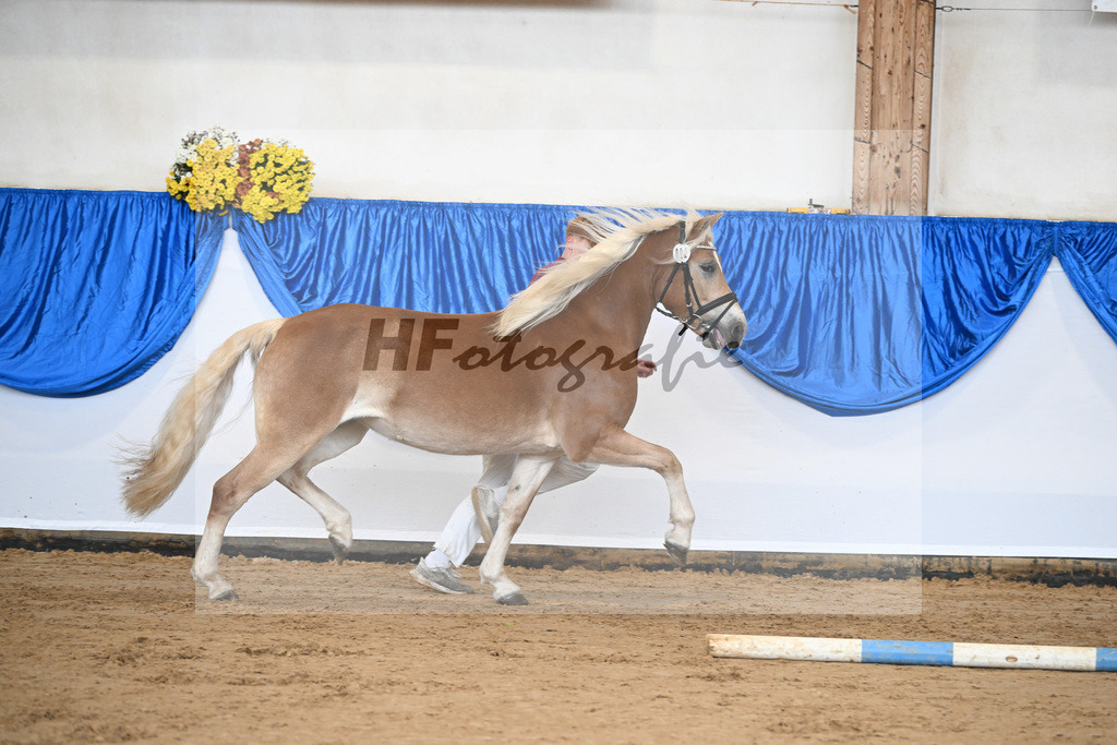 Bl. Band Kat-Nr. 2 Sura v. Neustart_Haflingerhof Noack_48251290 | hf-fotografie - Realisiert mit Pictrs.com