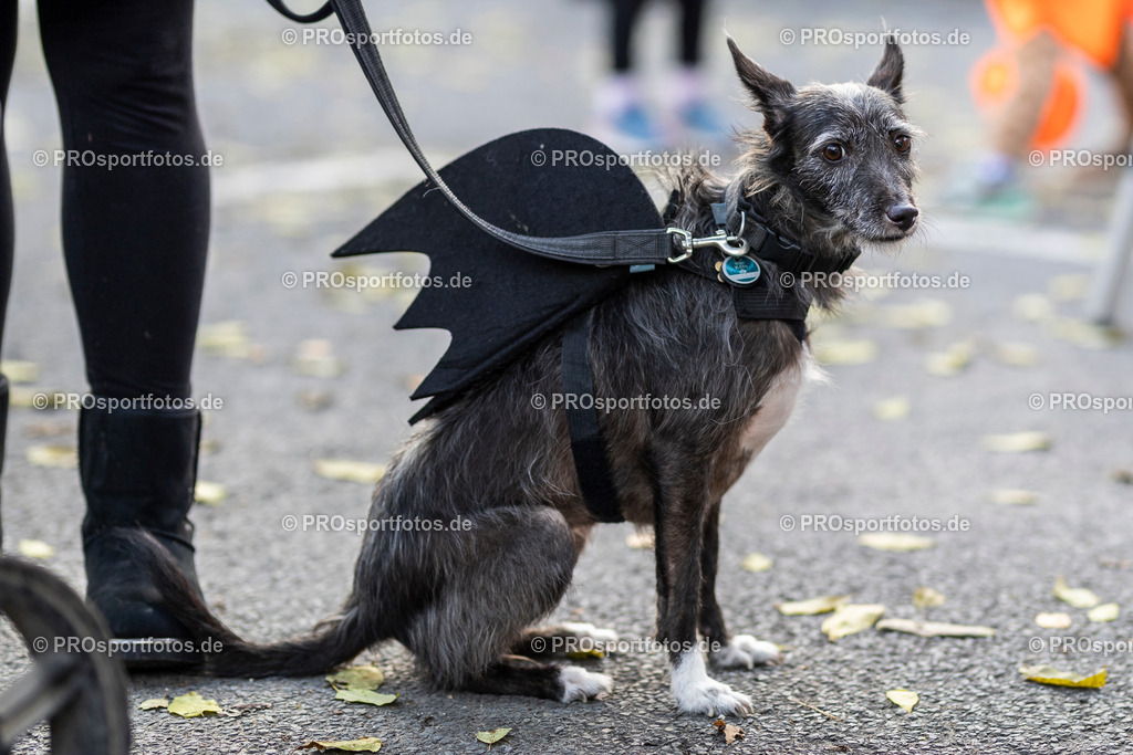 Sparda-Bank Halloween-Run Koeln 2023, 31.10.2023, Forstbotanischer Garten Rodenkirchen, Koeln | Impressionen vom Sparda-Bank Halloween-Run Koeln 2023, 31.10.2023, Forstbotanischer Garten Rodenkirchen, Koeln