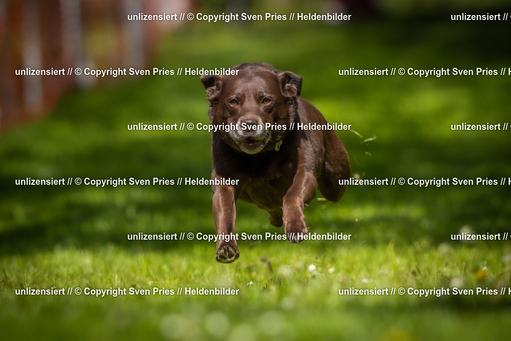 Hunderennen_April_2026_389 | 2026-04-26 - Hunderennen Baden-Oos April 2026 - Realisiert mit Pictrs.com