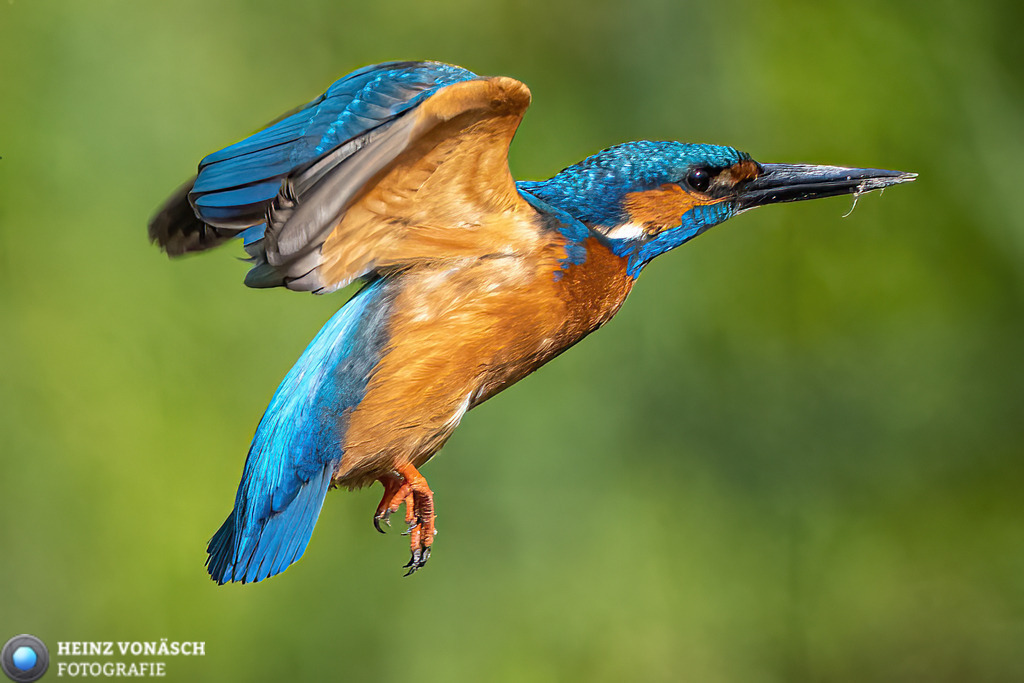 Tiere_0022 | Alle Bilder von Heinz Vonäsch Fotografie können alle zu günstigen Preisen gekauft werden! Download der Bilder, Ausdrucke, Postkarten, Tassen T-Shirts, Kalender, Alu- Dibond usw. - Realisiert mit Pictrs.com