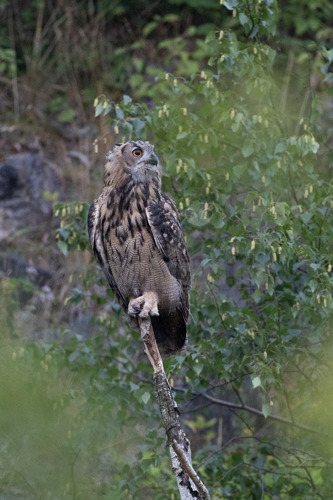 R6NF8853_20240720 | Der Uhu ist die größte europäische Eulenart. Nachdem er lange bejagt wurde, entspannt sich die Situation mittlerweile wieder aufgrund strenger Naturschutzgesetze und einiger Auswilderungsprojekte. Der Uhu brütet in unterschiedlichen Landschaften und ist streng nachtaktiv. Ein markantes Merkmal sind die großen Federohren, die je nach Laune hoch aufgestellt oder angelegt werden können. - Realisiert mit Pictrs.com
