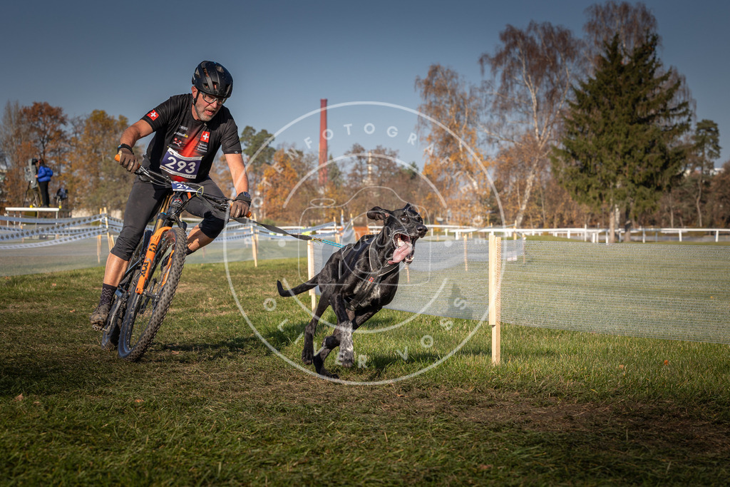 CaniXpix_0L8A6934 | Hundefotografie, Tierfotograf, Pfotenfotografie, Fotoshooting Hund, Hunde Portrait, Hundesport, Hundeportraits, Heideshooting, Hunde, Sportfotograf, Hundefotograf, Turnierhundsport, THS,  - Realisiert mit Pictrs.com