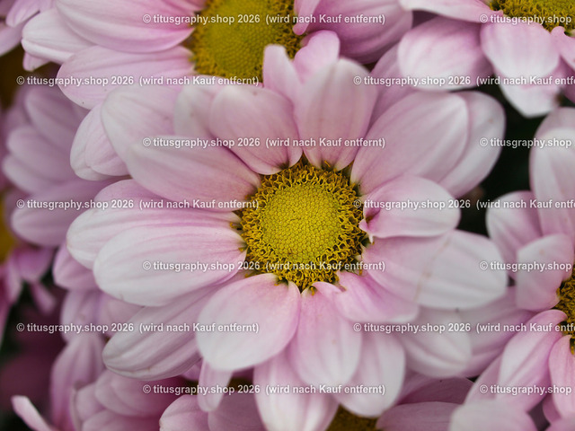 titusgraphy_P6221494-vz-ln | titusgraphy-shop: Geschenkideen mit Qualitätsfotos. titusgraphy-shop: gift ideas with quality photos. titusgraphy-shop: idées cadeaux avec photos de qualité.  - Realisiert mit Pictrs.com