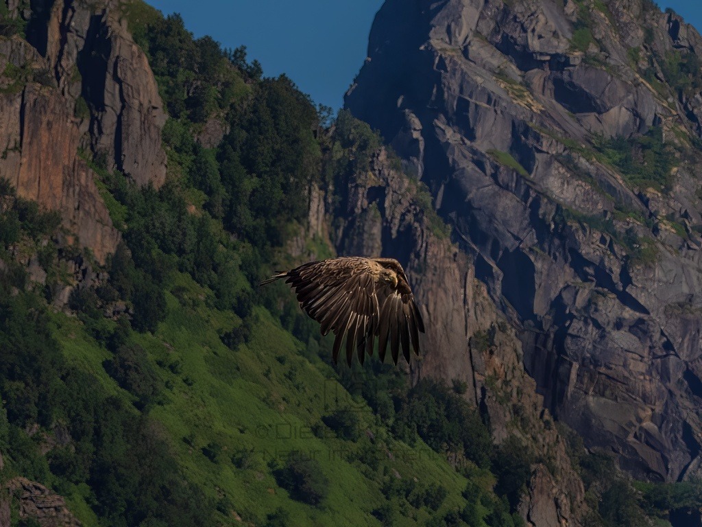 P1001691-LR-topaz-denoise-enhance | Natur im Moment - Realisiert mit Pictrs.com