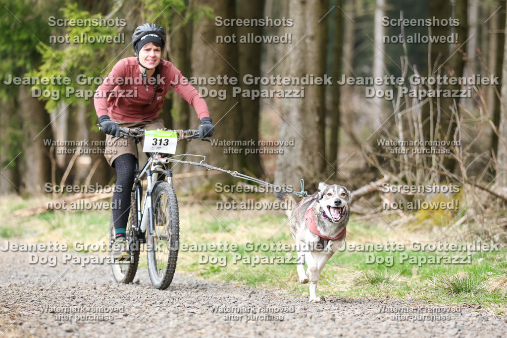 Dog Paparazzi - VCC26-596 | Dog Paparazzi Jeanette Grottendiek Fotografie & Videografie - Realisiert mit Pictrs.com