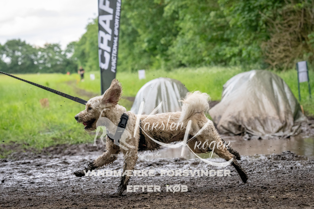 1546_ZZ90382 | kk-dogfotos