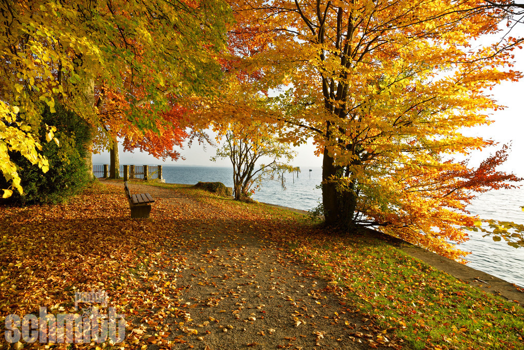 Bunter Herbst in Bad Schachen bei Lindau am Bodensee | Der Herbst verwandelt Bad Schachen bei Lindau in ein farbenprächtiges Zusammenspiel aus leuchtendem Laub und warmen Naturtönen. Zwischen Bäumen und Bodensee entsteht eine stimmungsvolle Landschaft, die den besonderen Zauber dieser Jahreszeit wunderbar einfängt. - Realisiert mit Pictrs.com