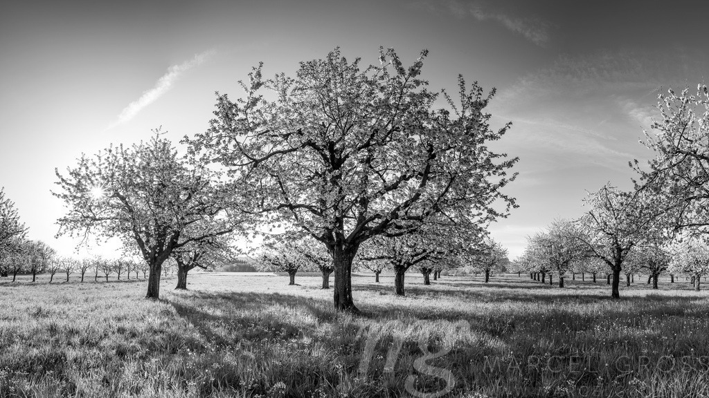 sun shining into cherry orchard in Baselland in spring | Die ideale Geschenkidee für Naturliebhaber. Naturbilder von Marcel Gross Photography für ihr Zuhause in den verschiedensten Formaten und Materialien. - Realisiert mit Pictrs.com