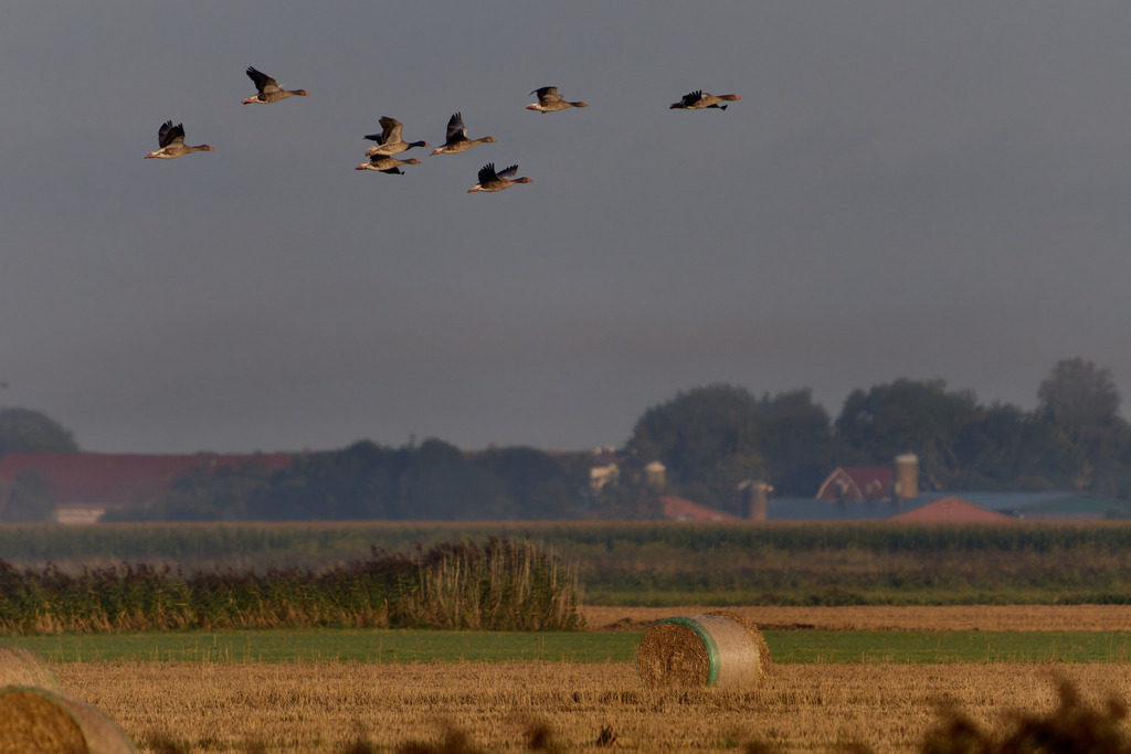 Gänse im Nebel | kleinen-fotografie