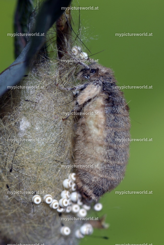 Orgyia antiqua-0348 | Das Bilderarchiv über Tiere, Planzen und Landschaften. In der Bilddatenbank finden Sie ein große Auswahl an hochwertigen Bilder für Ihre Werbung - Realisiert mit Pictrs.com