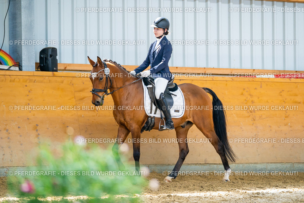 DSC08758 | Pferdegrafie