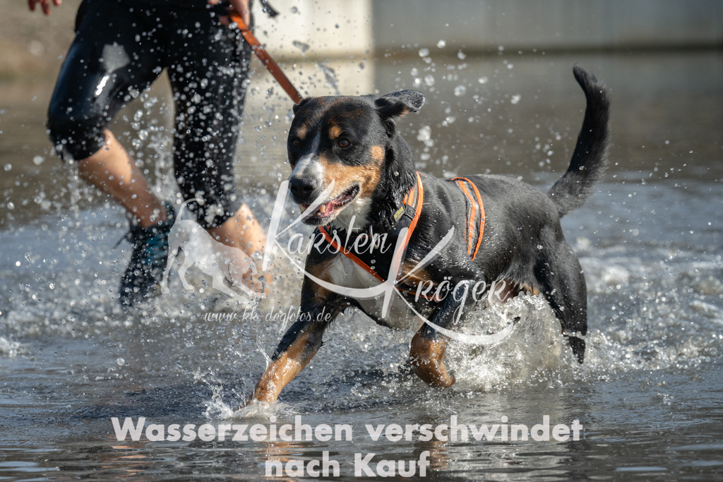 1253_ZZ92501 | kk-dogfotos
