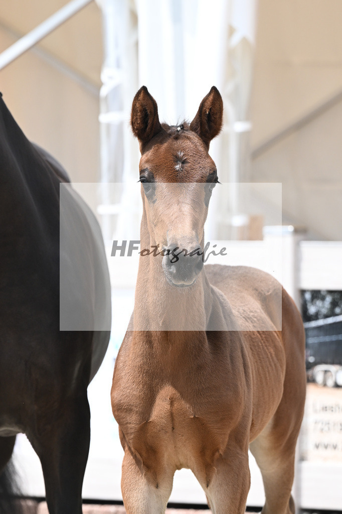 Vitalos x Lord Leopold_SF_Strohmeier_12250881 | hf-fotografie - Realisiert mit Pictrs.com