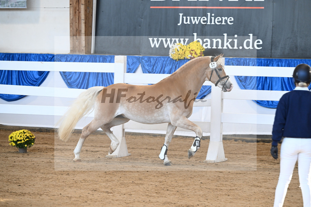 Kat-Nr. 17 Maximus Aurelius v. Manu_ZG Veerkamp-Rabbermann_48250340 | hf-fotografie - Realisiert mit Pictrs.com