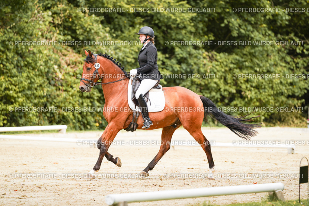 DSC01960 | Pferdegrafie