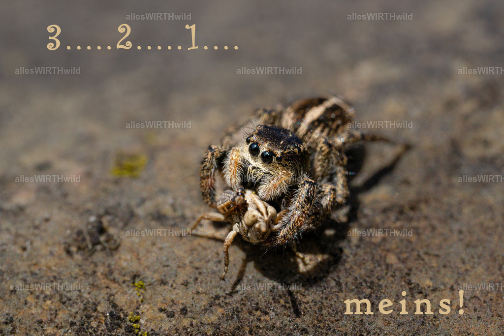 3 2 1 meins | Entdecke die faszinierende Welt der Natur- und Wildlife-Fotografie von Daniel und Bärbel. Inspirierende Bilder von wilden Tieren und kleinen Naturwundern.