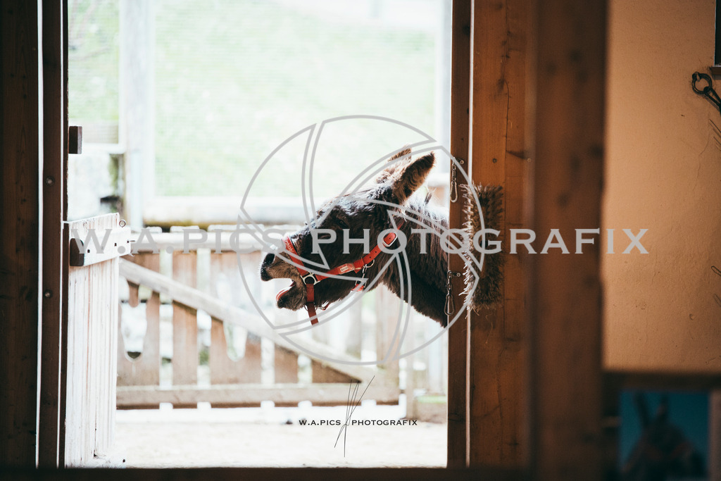 A-Willdoner_20251223_318 | Sport-,  Presse- und Eventbegleitung!
Contact me !
