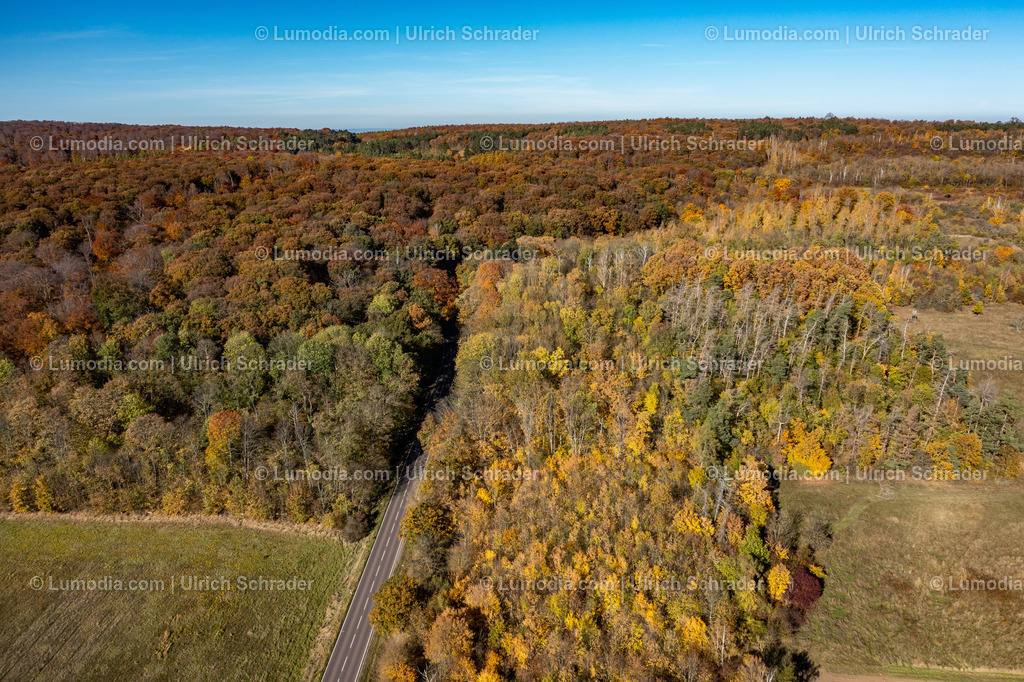 10049-51497 - Herbst im Huy bei Halberstadt | Stockfoto und Bilderpool mit Bildmaterial aus Deutschland, dem Harz, Halberstadt, Quedlinburg, Wernigerode und weltweit. Qualitativ hochwertige und professionelle Fotos anschauen und kaufen. - Realisiert mit Pictrs.com