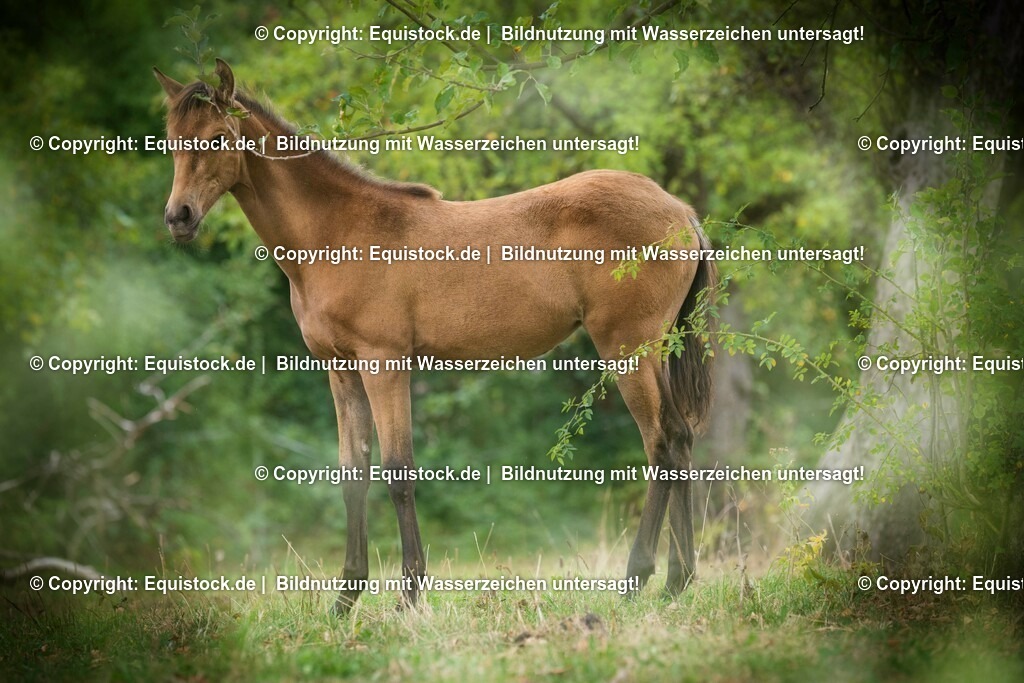 20150913_Fohlen_0045 | equistock