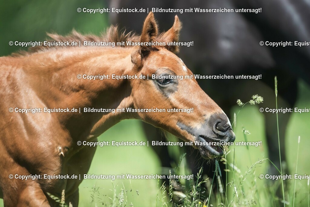 20210617_Fohlen_0139 | Foto: Thomas Hartig