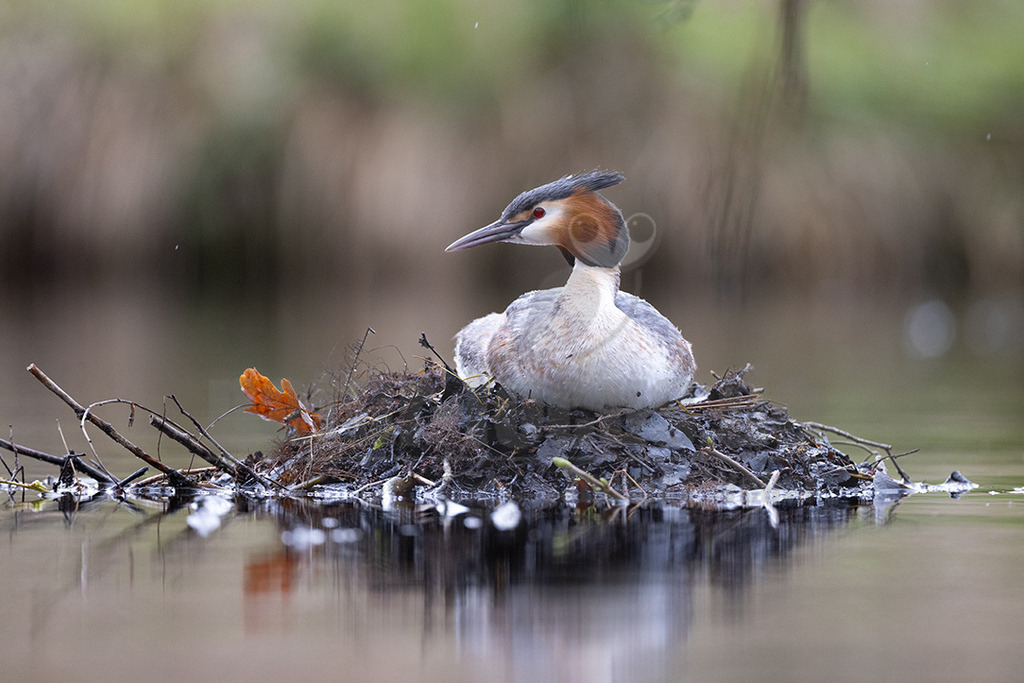 R5NF0626_20240324 | Der Haubentaucher ist eine Vogelart aus der Familie der Lappentaucher. Der etwa stockentengroße Vogel ist der größte, häufigste und bekannteste Vertreter dieser Familie von Wasservögeln. Er brütet auf Süßwasserseen und größeren Teichen mit röhrichtbewachsenen Ufern.  - Realisiert mit Pictrs.com