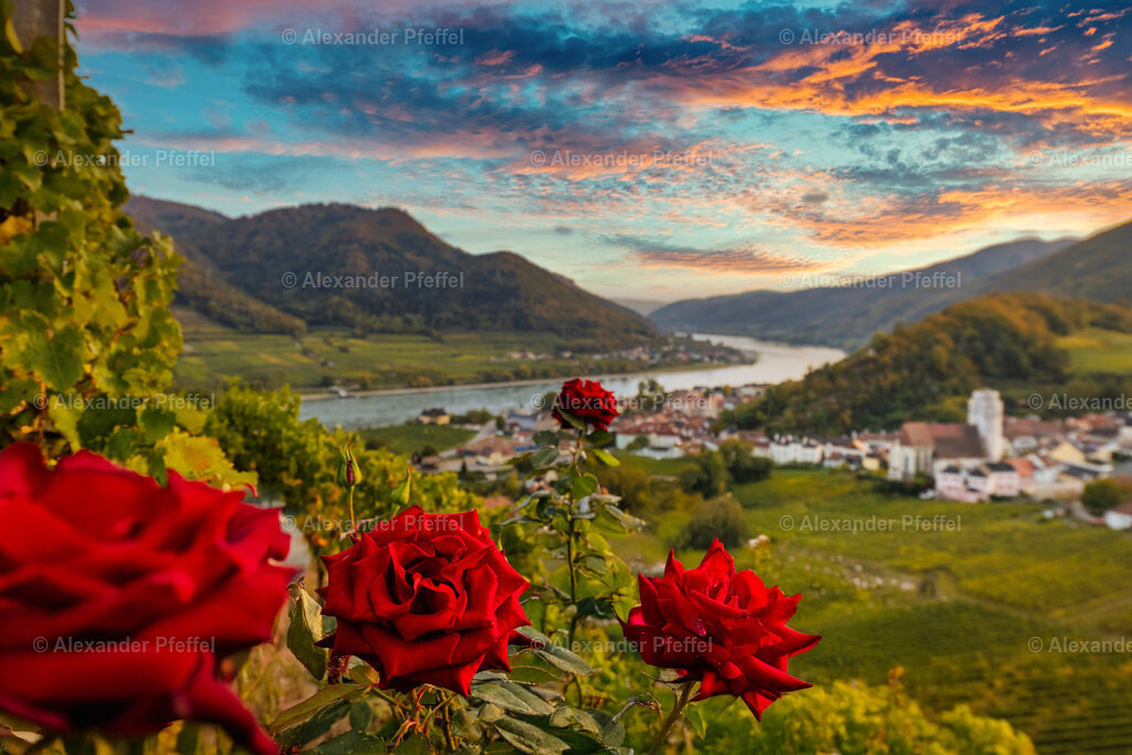 foto_c_pfeffel-partner-0096-R51_0302-Bearbeitet-Bearbeitet | alexander-pfeffel - Realisiert mit Pictrs.com