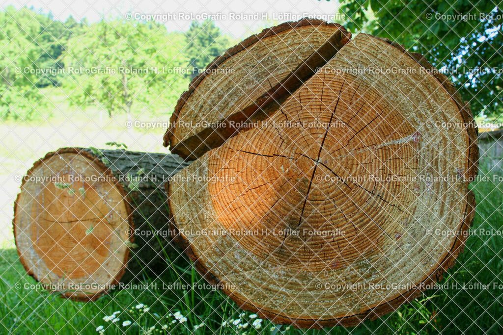 Hölzer | Stirnholzbilder von zwei Baumstämmen - Realisiert mit Pictrs.com