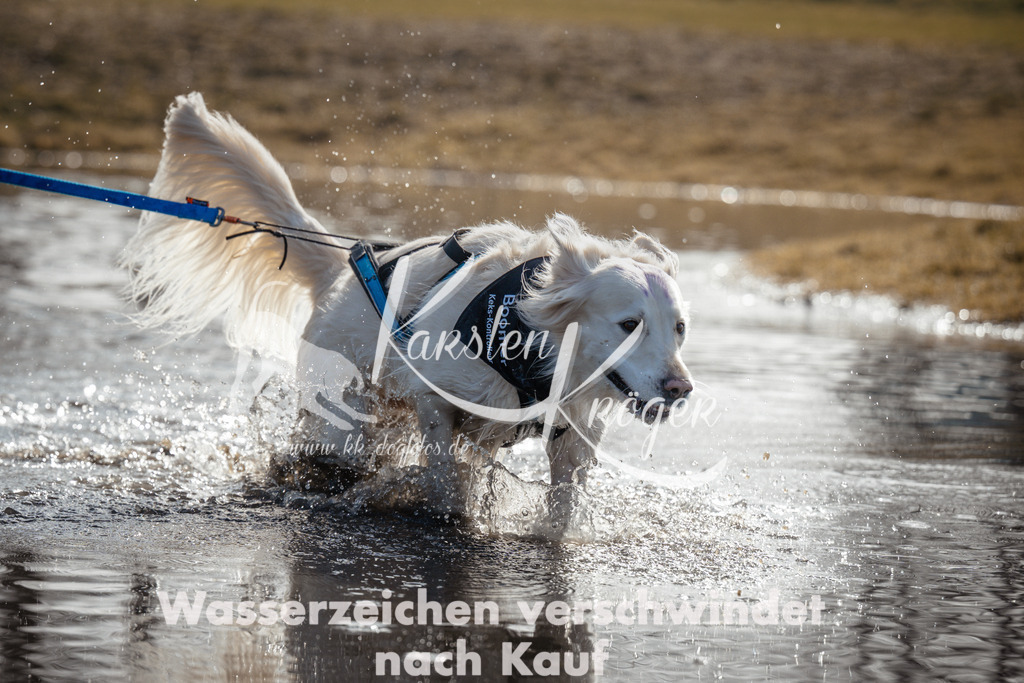 1100_ZZ91294 | kk-dogfotos