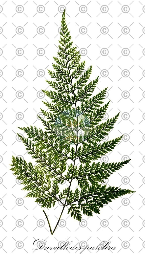 HistAbb_wfo-0000937960_1_ENZY_Simple | Historische Abbildung von Davallodes pulchra - Davalliaceae | Historical Illustration of Davallodes pulchra - Davalliaceae