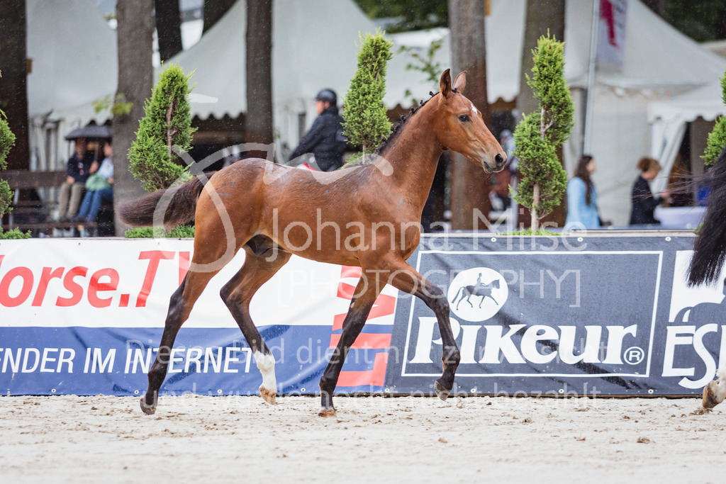 220910_OWLCh_Fohlen-327 | Deine schönsten Turniermomente als professionelle Fotos! Entdecke hochwertige Pferdesport-Fotografie im Online-Shop. Jetzt Fotos finden & bestellen!