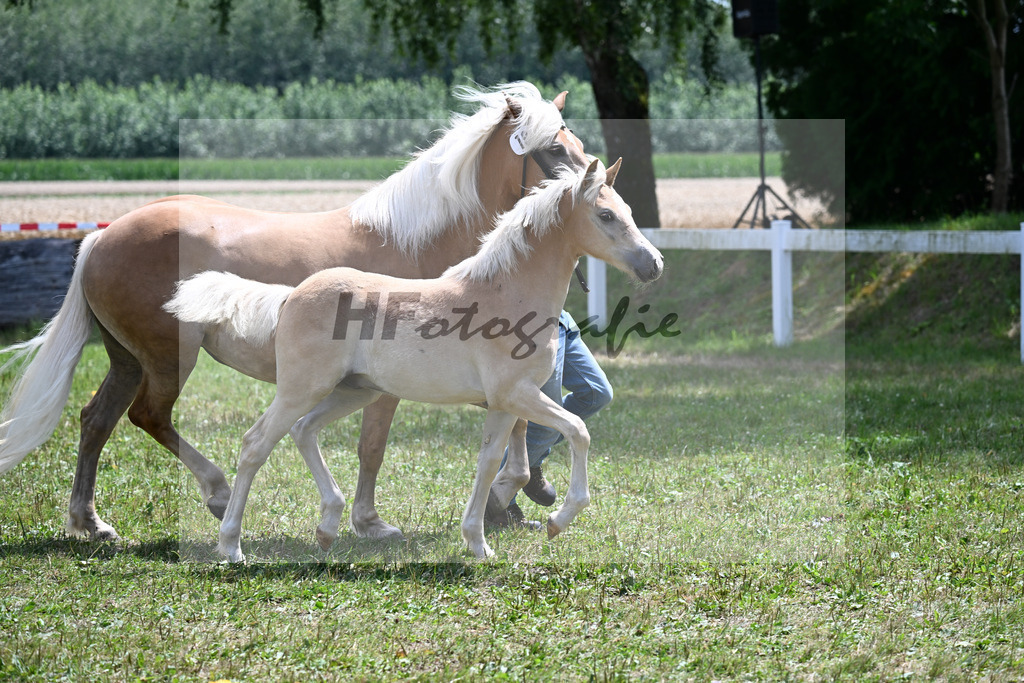 Kat-Nr. 19 HF v. Armani-Ass x Willi-V_Steinbauer_22250463 | hf-fotografie - Realizzato con Pictrs.com