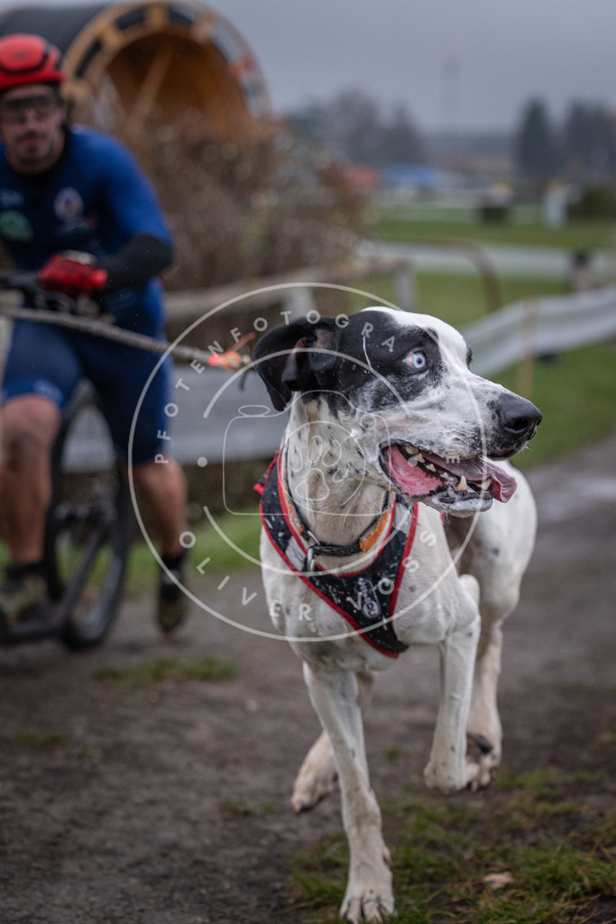 CaniXpix_0L8A0660 | Hundefotografie, Tierfotograf, Pfotenfotografie, Fotoshooting Hund, Hunde Portrait, Hundesport, Hundeportraits, Heideshooting, Hunde, Sportfotograf, Hundefotograf, Turnierhundsport, THS,  - Realisiert mit Pictrs.com