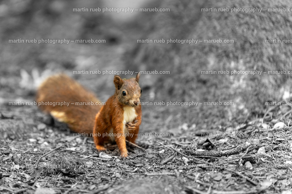 Squirrel's pulse (horizontal) | Squirrel in it's natural habitat - Realisiert mit Pictrs.com