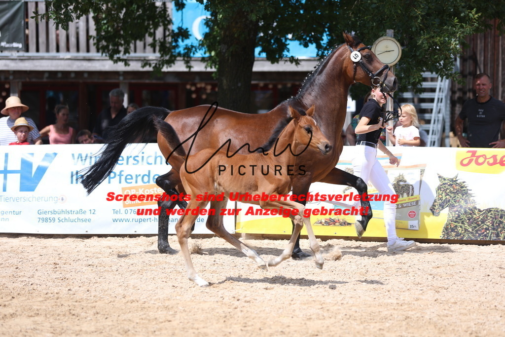 Fohlenschau_Schwäbisch_Hall_springbetonte_Fohlen_KN 40_13 | lmwpictures - Realisiert mit Pictrs.com