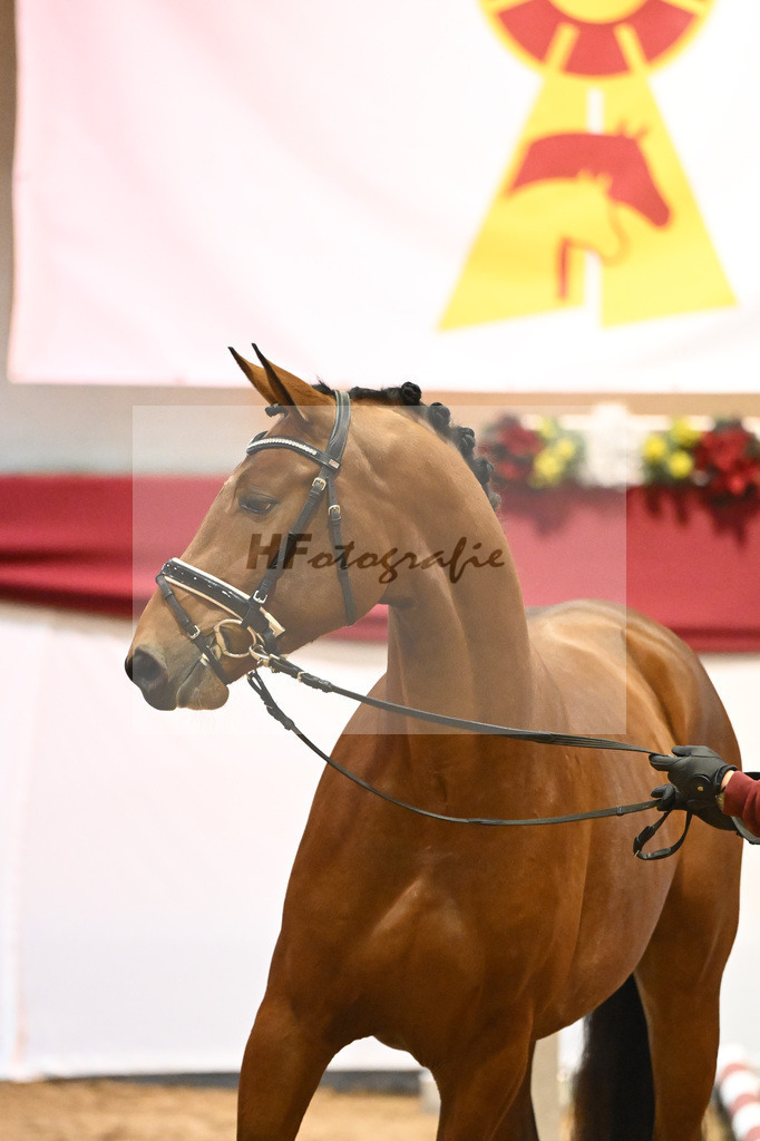 Kat-Nr. 64 Emerald v h Ruytershof x Ludwig von Bayern_Berger_43231221 | hf-fotografie - Realisiert mit Pictrs.com
