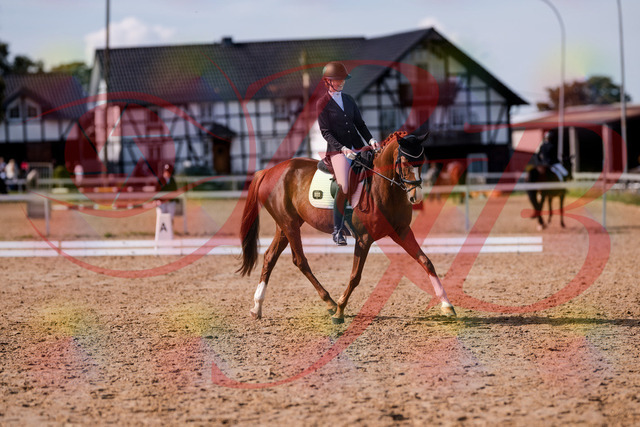 2026_10_03_Siefer-Hof_132725_Z81_81600301 | Professionelle Reitsport-, Turnier- und Eventfotografie von Robert Broda. Galerien mit ausgewählten und bearbeiteten Bildern direkt online ansehen und bestellen.