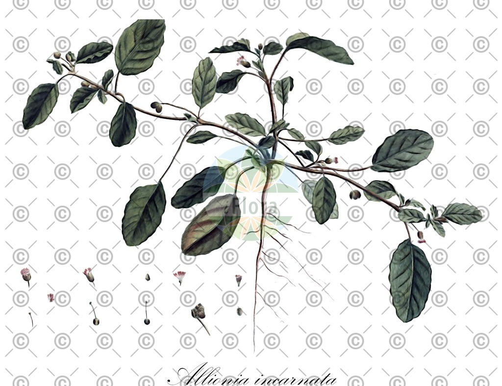 HistAbb_wfo-0000526171_1_ENZY_Simple | Historische Abbildung von Allionia incarnata - Nyctaginaceae | Historical Illustration of Allionia incarnata - Nyctaginaceae (allionia;hierba de la hormiga;pink three-flower;pink windmills;trailing allionia;trailing four-o'clock;trailing windmills)