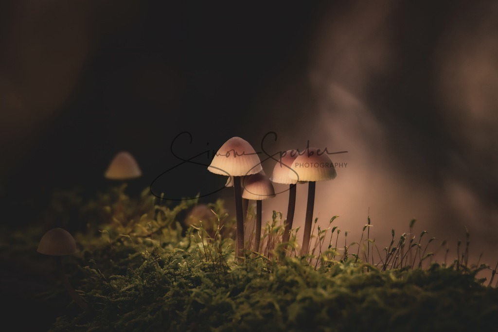 Waldpilze  | Simone Sperber, svb-photography,Fotografin,Bilddesignerin,Naturfotografie,Macrofotografie,Tierfotografie,Wildtierfotografie,Ausstellungen,Auftragsfotografie,Kunst,Art,Photographer,Shootings,Bildberatbeitung,Galerie,Shop