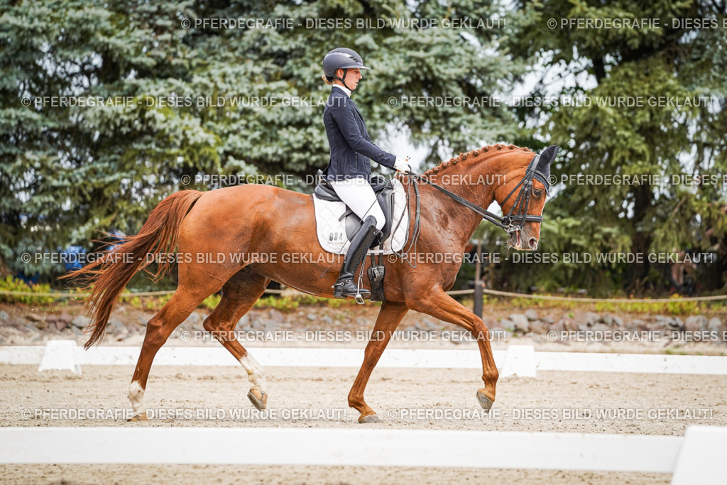 DSC04805 | Pferdegrafie