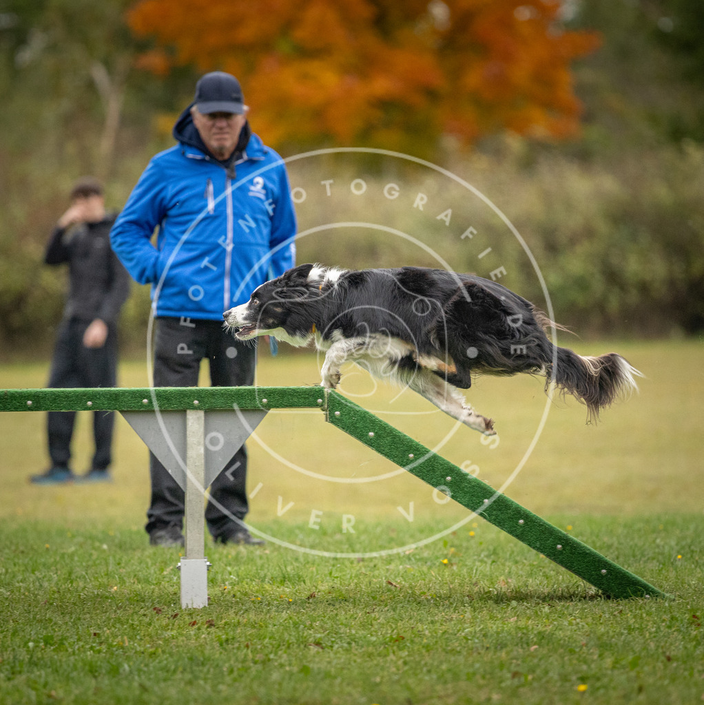 Pfotenfotografie_DV3A0208 | Hundefotografie, Tierfotograf, Pfotenfotografie, Fotoshooting Hund, Hunde Portrait, Hundesport, Hundeportraits, Heideshooting, Hunde, Sportfotograf, Hundefotograf, Turnierhundsport, THS,  - Realisiert mit Pictrs.com