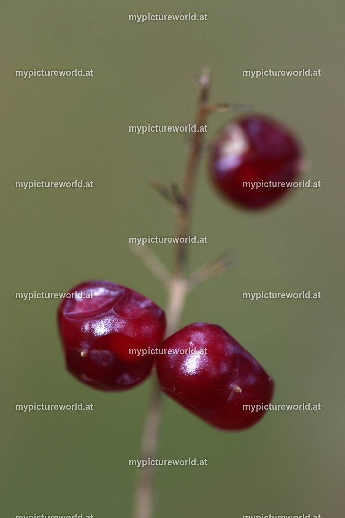 Schattenblümchen-003 | Das Bilderarchiv über Tiere, Planzen und Landschaften. In der Bilddatenbank finden Sie ein große Auswahl an hochwertigen Bilder für Ihre Werbung - Realisiert mit Pictrs.com