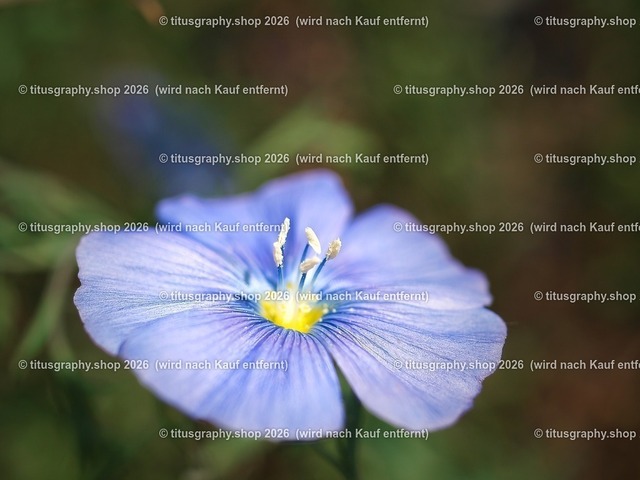 P6039800-titusgraphy-vz-01 | Fotokunstarbeit aus der INSTAGRAM-Gallerie auf titusgraphy.eu - Realisiert mit Pictrs.com