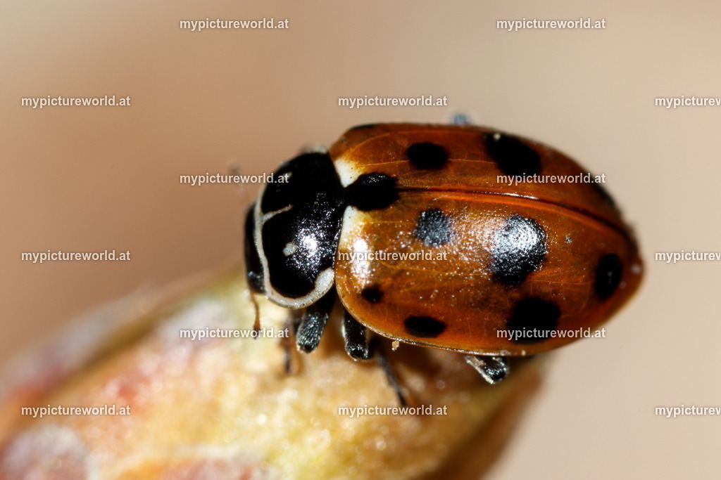 Hippodamia variegata-001 | Das Bilderarchiv über Tiere, Planzen und Landschaften. In der Bilddatenbank finden Sie ein große Auswahl an hochwertigen Bilder für Ihre Werbung - Realized with Pictrs.com