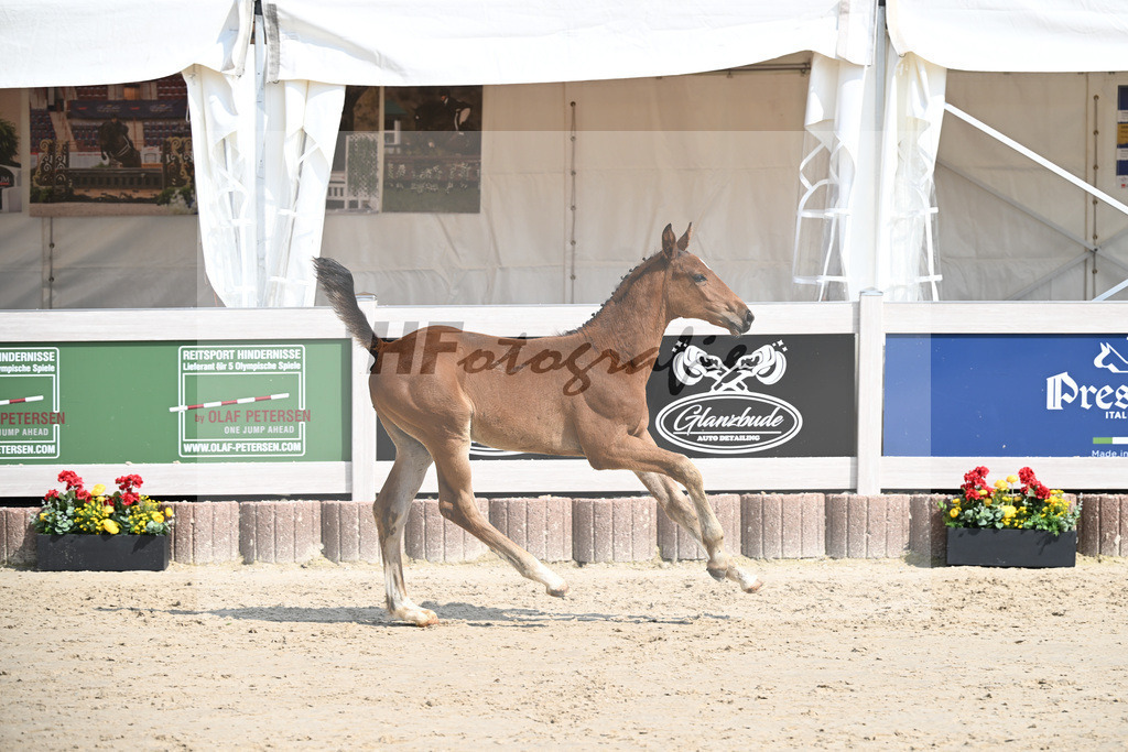 Emerald v h Ruytershof x Zirocco Blue_HF_PBM Pfefferle GmbH_12250233 | hf-fotografie - Realizzato con Pictrs.com