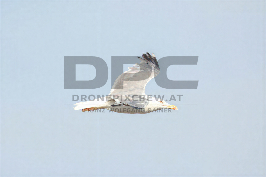 Yellow-legged Gull (Larus michahellis) | Yellow-legged Gull (Larus michahellis), a large gull species commonly found along Mediterranean coasts, rocky shorelines, harbours and coastal areas. - Realisiert mit Pictrs.com