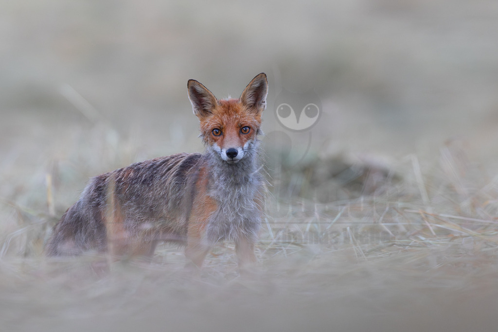 R6NF0681_20250629-2 | Ein Rotfuchs (Vulpes vulpes) steht aufmerksam in einem Feld mit trockenem Gras oder Heu und blickt direkt in die Kamera. Sein rotbraunes Fell ist an Brust und Hals grau und weißlich. Der Hintergrund ist unscharf und zeigt weitere trockene Grashalme. - Realisiert mit Pictrs.com