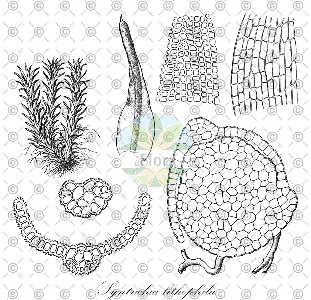 HistAbb_wfo-0000075850_1_ENZY_Simple | Historische Abbildung von Syntrichia lithophila - Pottiaceae | Historical Illustration of Syntrichia lithophila - Pottiaceae