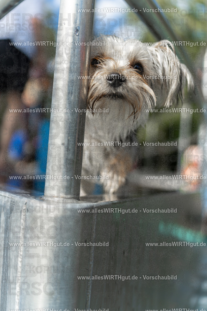 Hundeschwimmen_Volksbad_2026-allesWIRTHgut_Tierfotografie-2609061439-7R501171 | Professionelle Tierfotografie in Mönchengladbach von Daniel Wirth (allesWIRTHgut). Liebevolle & natürliche Bilder von Hunden & Katzen für unvergessliche Erinnerungen.