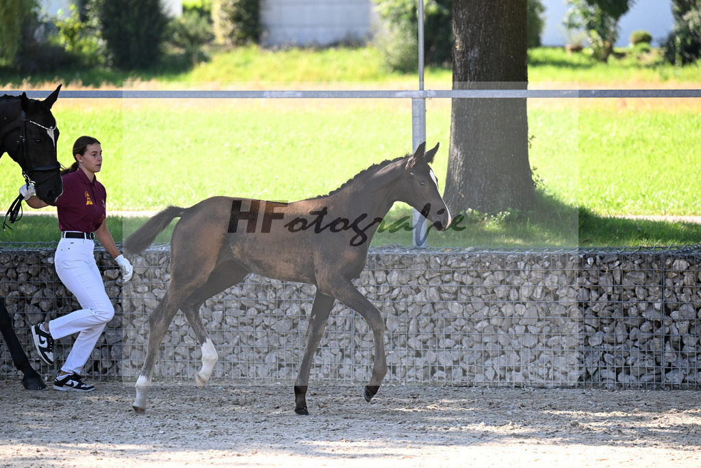 Kat-Nr. 5 Diamantenglanz x Foundation_SF_ZG Weiss u Moldenhauer_26250051 | hf-fotografie - Realisiert mit Pictrs.com