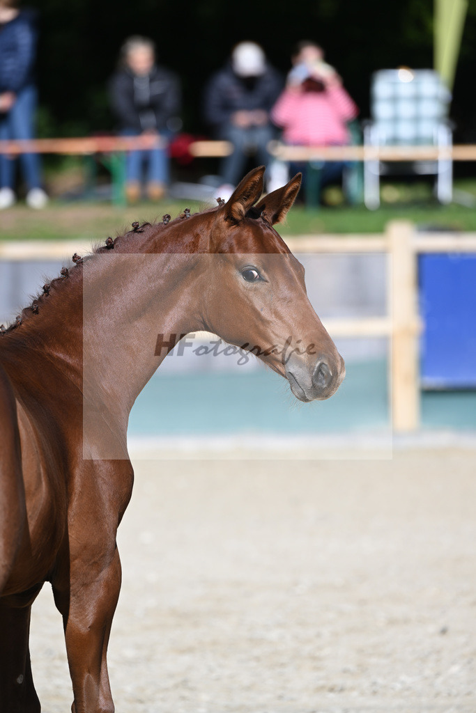 Fohlenauktion Next Chance_49220258 | hf-fotografie - Realisiert mit Pictrs.com